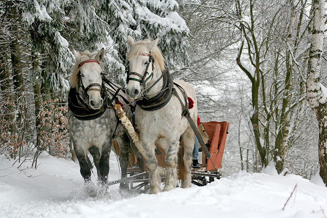 Pferdeschlitten im verschneiten Wald