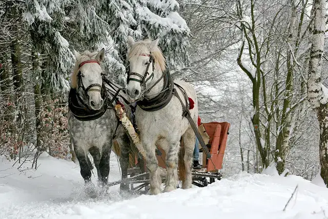 Pferdeschlitten im verschneiten Wald